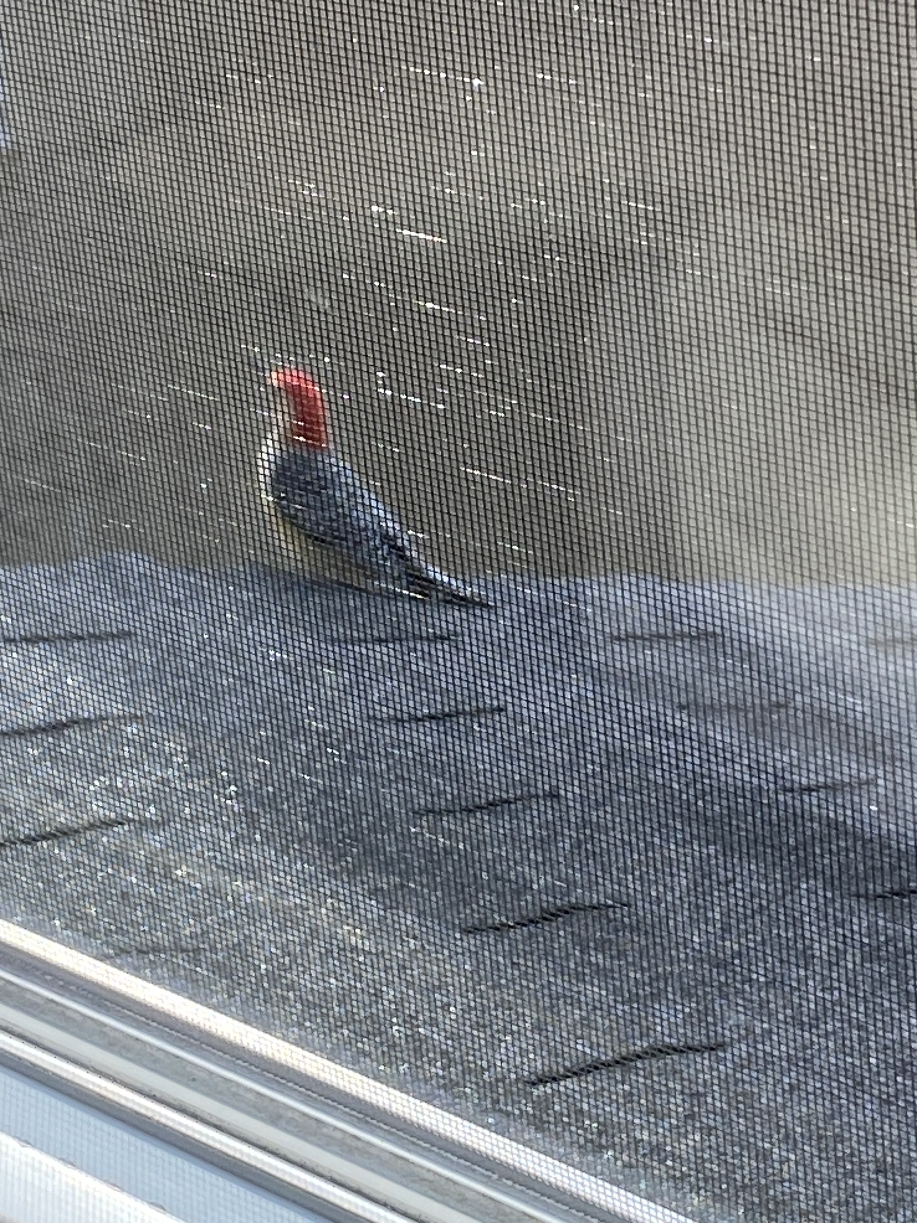it's a woodpecker